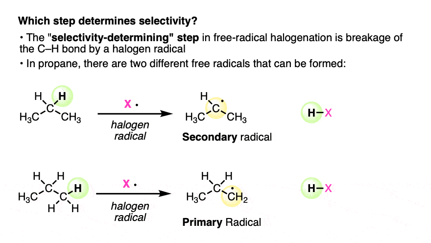 -in free radical halogenation selectivity determinine step is breakage of c h bond by halogen radical primary versus secondary